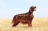 SETTER IRLANDAIS 050